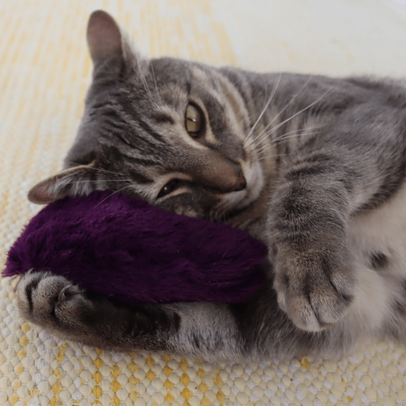 Coussin Cœur Peluche avec HERBE A CHAT