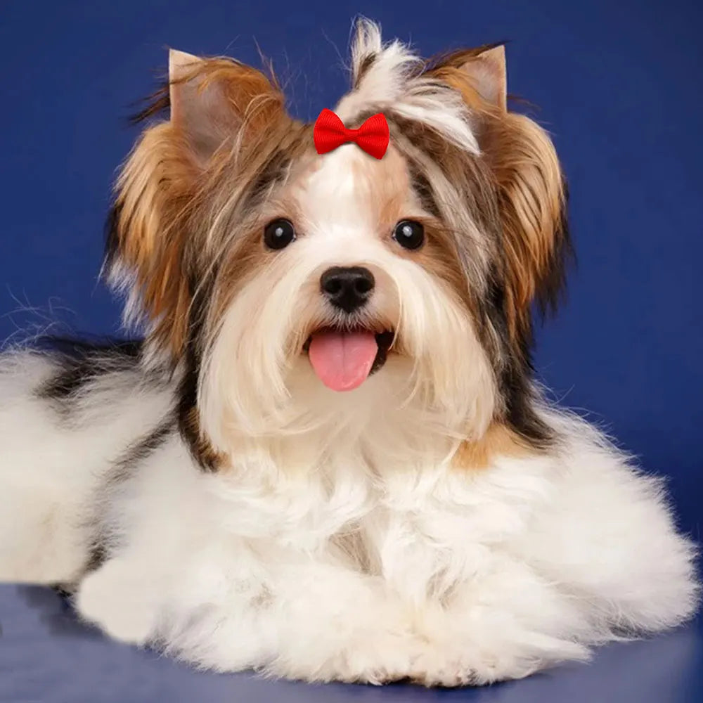 🎀 Nœuds de Toilettage Mignons – Lot de 10 / 20 / 30 pièces 🐶🐾