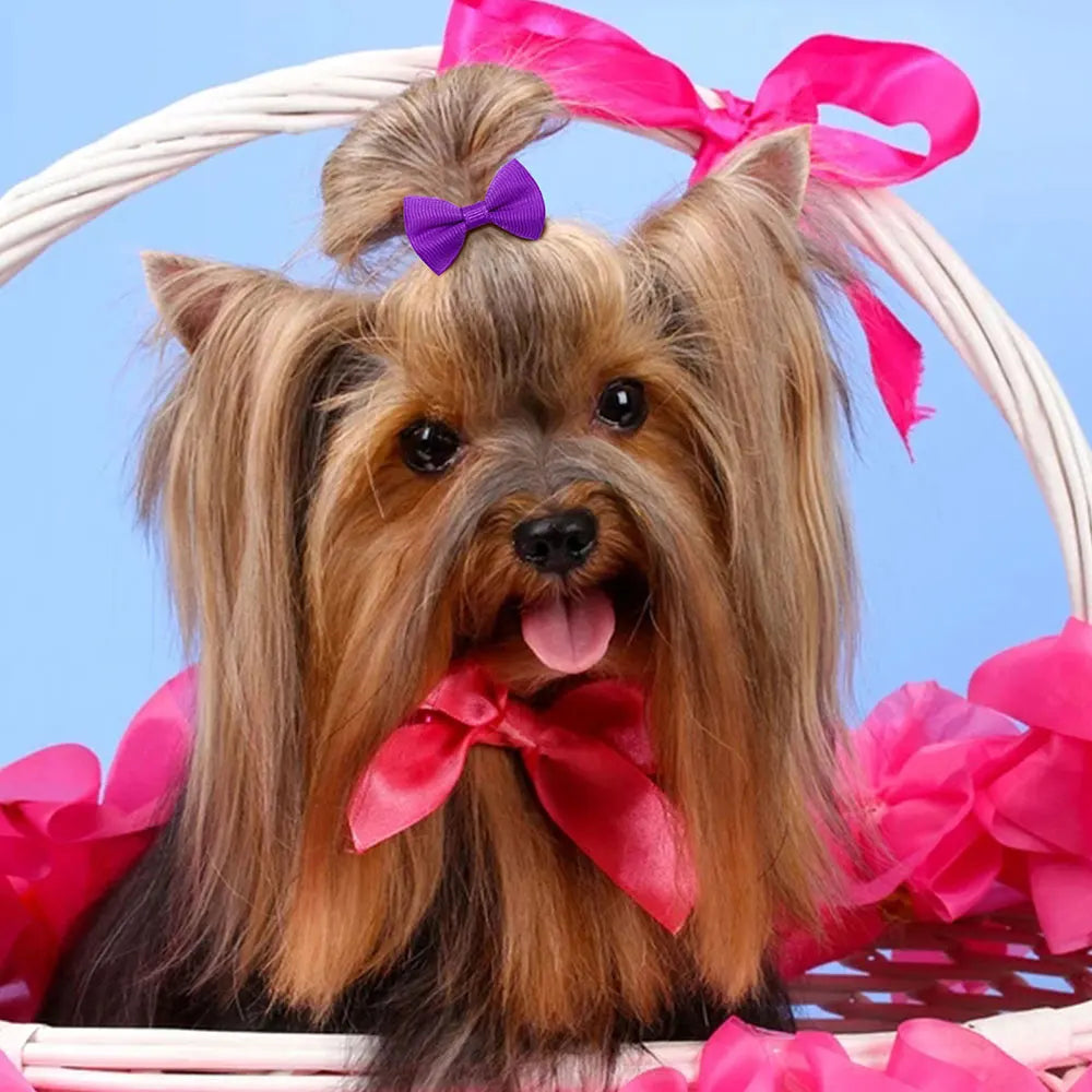 🎀 Nœuds de Toilettage Mignons – Lot de 10 / 20 / 30 pièces 🐶🐾